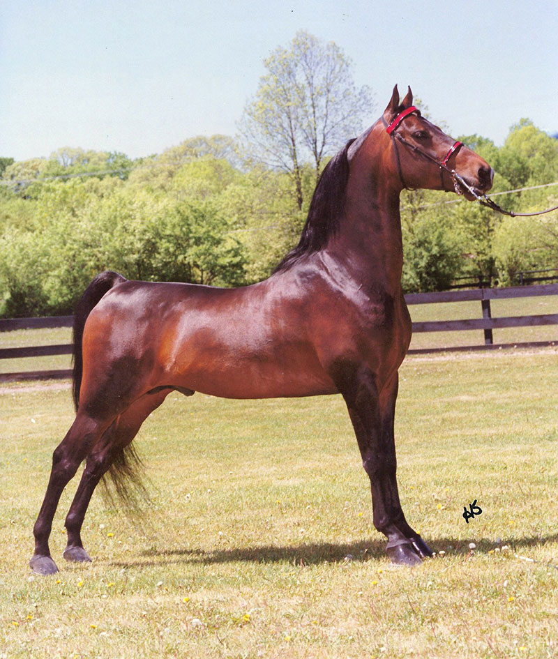 NOBLE FLAIRE Morgan horse 1988