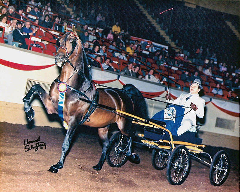 NOBLE FLAIRE Morgan horse 1986