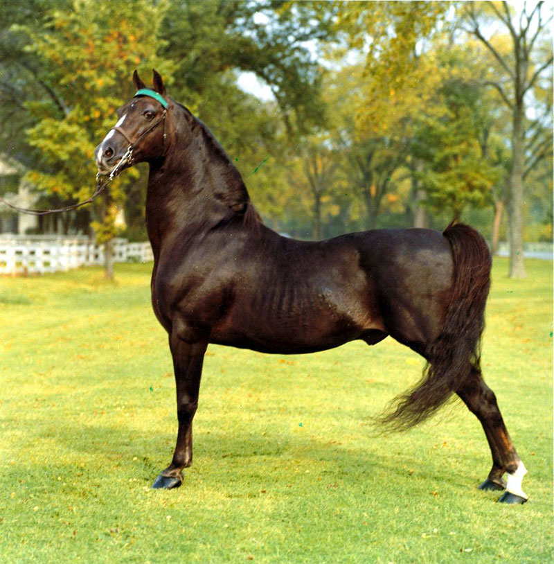 A 13-year-old Morgan stallion, named Vigilmarch