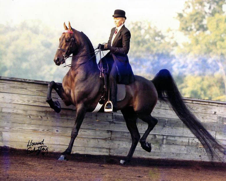 HVK BELL FLAIRE Two-time World Champion Park Saddle